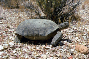 Desert_tortoise_at_the_Nevada_Test_Site