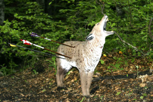 Coyote_hunting